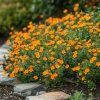 Mochna křovitá 'Bella Sol'® (Potentilla fruticosa 'Bella Sol'®)