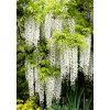 wisteria sinensis alba