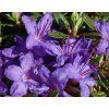 56 rhododendron impeditum azurika zakrsly