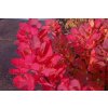 cotinus coggygria old fashioned 2 088001600 1047 24022017