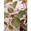 Ruj vlasatá 'Dusky Maiden'® (Cotinus coggygria 'Dusky Maiden'®).