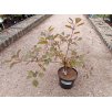 Ruj vlasatá 'Dusky Maiden'® (Cotinus coggygria 'Dusky Maiden'®)