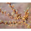 Rakytník řešetlákový 'Pollmix' (Hippophae rhamnoides 'Pollmix') – Samec  Rakytník řešetlákový 'Pollmix' - ideální pro vaši zahradu