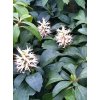 Pachysandra terminalis
