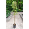 32507 4 salix caprea pendula vrba jiva