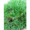 32567 1 borovice zobanita heideperle pinus uncinata heideperle