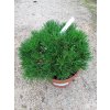 32567 2 borovice zobanita heideperle pinus uncinata heideperle