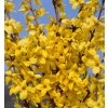 Forsythia intermedia Minigold 2003 2100 850x850 proportionalsmallest