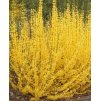 33395 zlatice prostredni minigold forsythia intermedia minigold