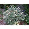 Buddleja davidii White Ball 003 NBG 7 07