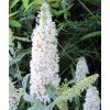 main Buddleja davidii White