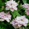 Clematis Innocent Glance3