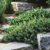 Produkt Jalovec polehlý 'Wiltonii' (Juniperus horizontalis 'Wiltonii')