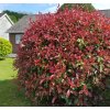 photinia red robin trimmed2