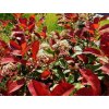 a blossoming photinia fraseri red robin shrub with red and green leaves and white flowers 700 237626930