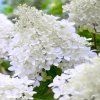 34250 1 hortenzie latnata polar bear hydrangea paniculata polar bear