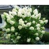 34250 2 hortenzie latnata polar bear hydrangea paniculata polar bear