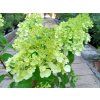 34250 3 hortenzie latnata polar bear hydrangea paniculata polar bear