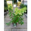 34250 4 hortenzie latnata polar bear hydrangea paniculata polar bear