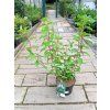 34250 hortenzie latnata polar bear hydrangea paniculata polar bear