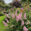 Komule Davidova 'Pink Delight' – motýlí keř s dlouhými růžovými květy, ideální do motýlích zahrad.