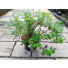 34634 3 azalea j lady dark azalka japonska