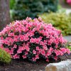azalea anout