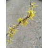 34676 3 vilin prostredni arnold promise hamamelis x intermedia arnold promise