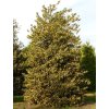 ilex aquifolium aurea marginata 1
