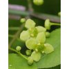 9479 euonymus alatus cz bz a 5141 jl