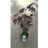 34733 javor dlanitolisty bloodgood acer palmatum bloodgood