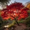 javor dlanitolisty acer palmatum bloodgood strom s cervenymi listy v japonske zahrade