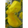34865 1 cilimnik firefly cytisus firefly