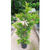 Cupressocyparis leylandii 'Gold Rider' (Cypřišovec Leylandův)