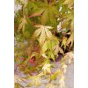 Javor dlanitolistý 'Katsura' (Acer palmatum 'Katsura')