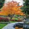 Javor dlanitolistý 'Katsura' (Acer palmatum 'Katsura')