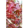 Javor dlanitolistý 'Katsura' (Acer palmatum 'Katsura')