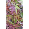 Javor dlanitolistý 'Katsura' (Acer palmatum 'Katsura')
