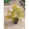 Javor dlanitolistý 'Katsura' (Acer palmatum 'Katsura')