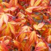Javor dlanitolistý 'Katsura' (Acer palmatum 'Katsura')
