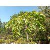 35117 1 ulmus glabra camperdownii jilm horsky