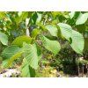 35117 2 ulmus glabra camperdownii jilm horsky