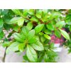 Azalea (J) 'Brilliant' (Azalka japonská) - detail