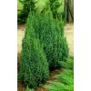 35189 1 jalovec stesnany loderi juniperus pingii loderi