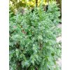 35189 2 jalovec stesnany loderi juniperus pingii loderi