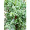 35189 3 jalovec stesnany loderi juniperus pingii loderi