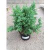 Jalovec stesnany loderi juniperus pingii loderi