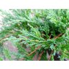 Jalovec polehlý 'Jade River' (Juniperus horizontalis 'Jade River')