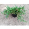 Jalovec polehlý 'Jade River' (Juniperus horizontalis 'Jade River')