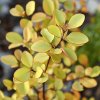 Dřišťál Thunbergův 'Tiny Gold'® (Berberis thunbergii 'Tiny Gold'®)